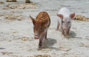 piglets-shallows_1444695i
